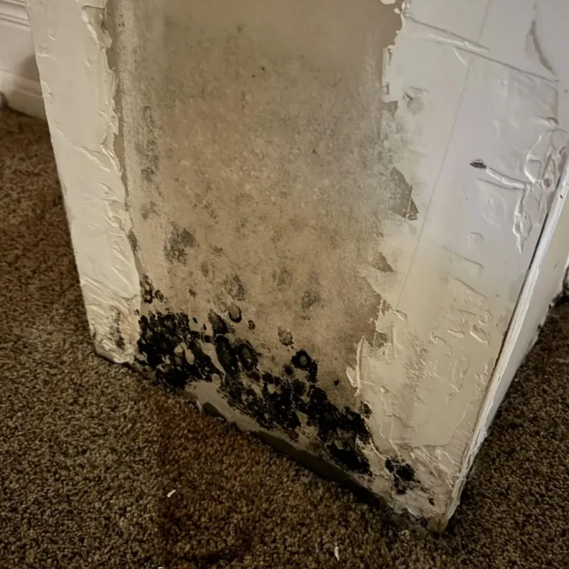 Professional Mold Removal in Morton, MS